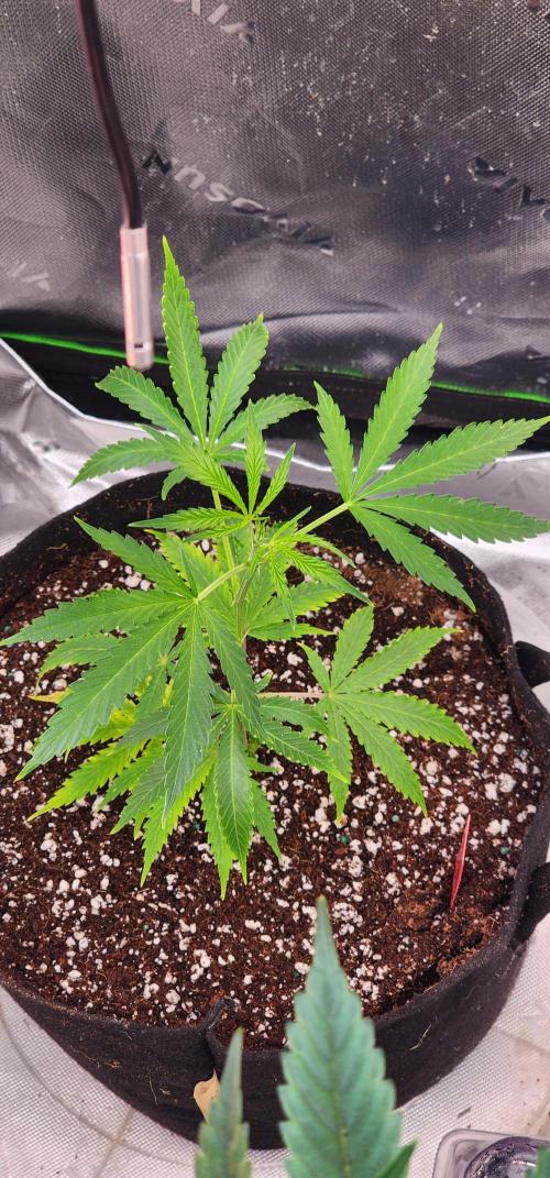 Little Devils 😈. Week 0 - Little Devil seed #2