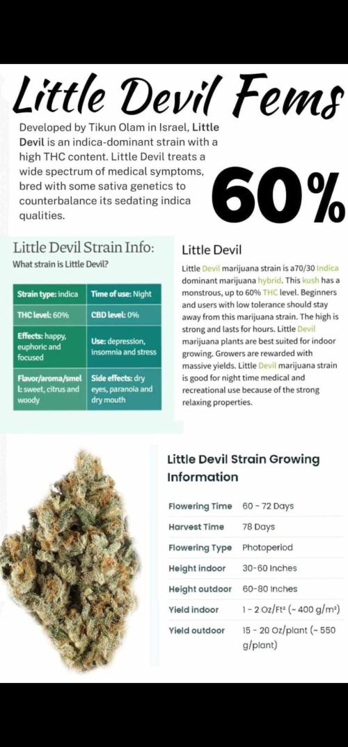 Little Devils 😈. Week 0 - Details on the strain