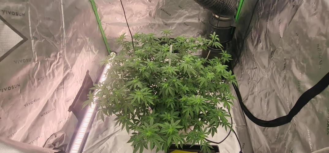 Purple milk x Gen x/loonatixz Genetixz