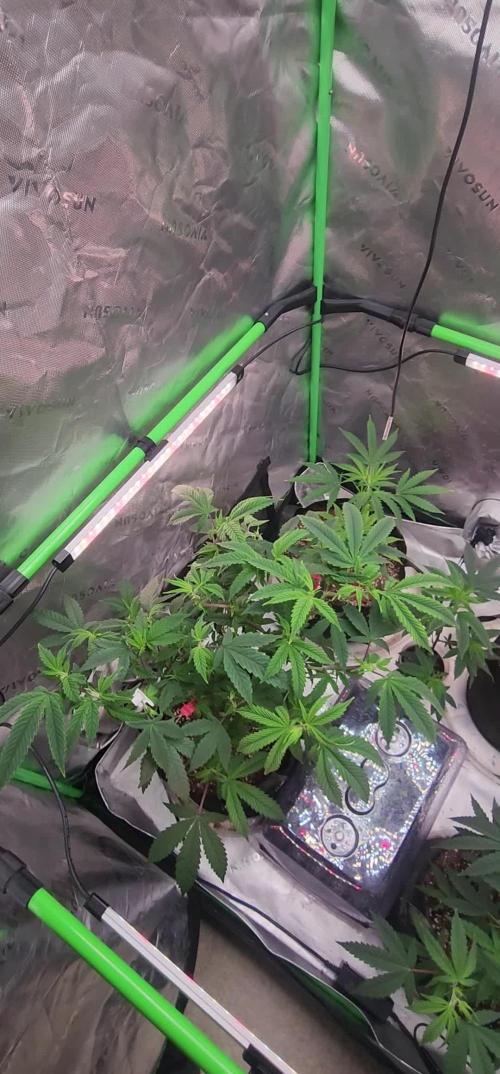 Pink cocaine/Feed me genetics