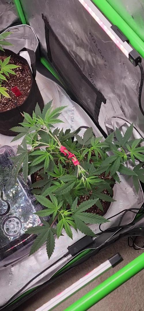 Grape balls of fire/Feed me Genetics