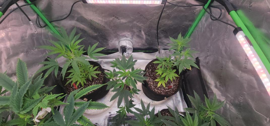 Little Devils 😈. Week 1 - Left and right little devil #1 little devil #2