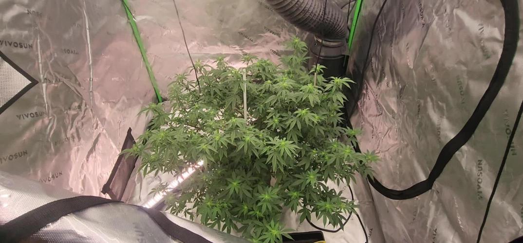 Purple milk x Gen x/loonatixz Genetixz