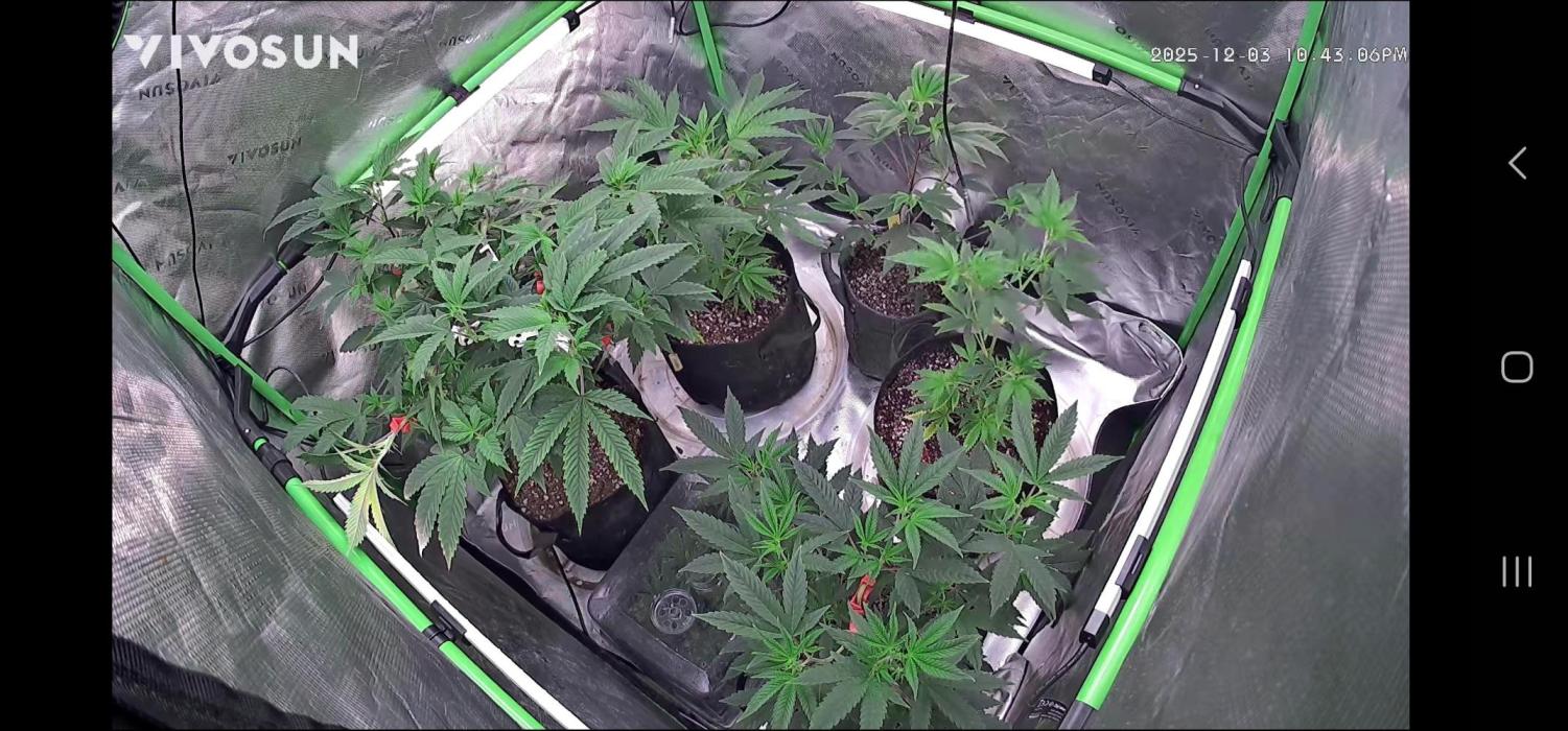 Little Devils 😈. Week 2 - Putting on some weight back row