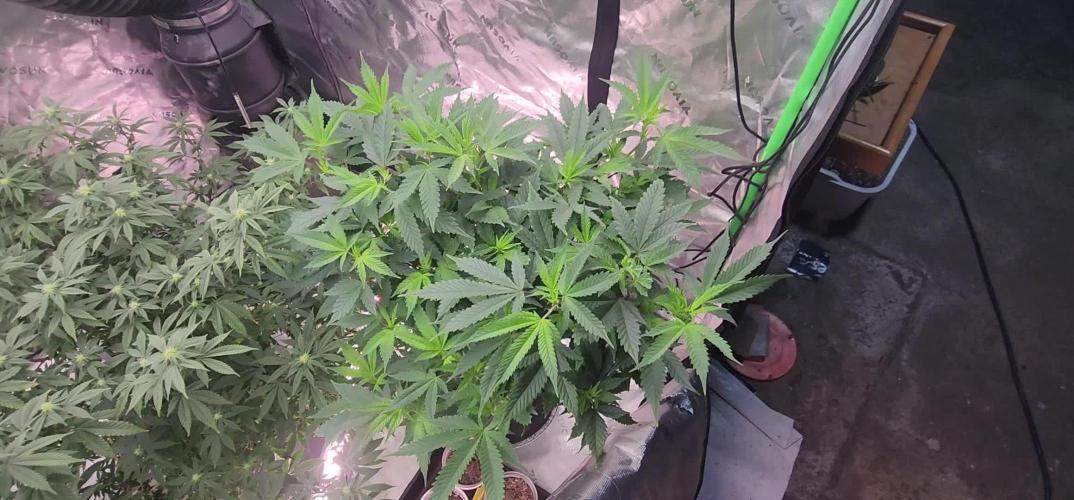 Pink cocaine/Feed me genetics