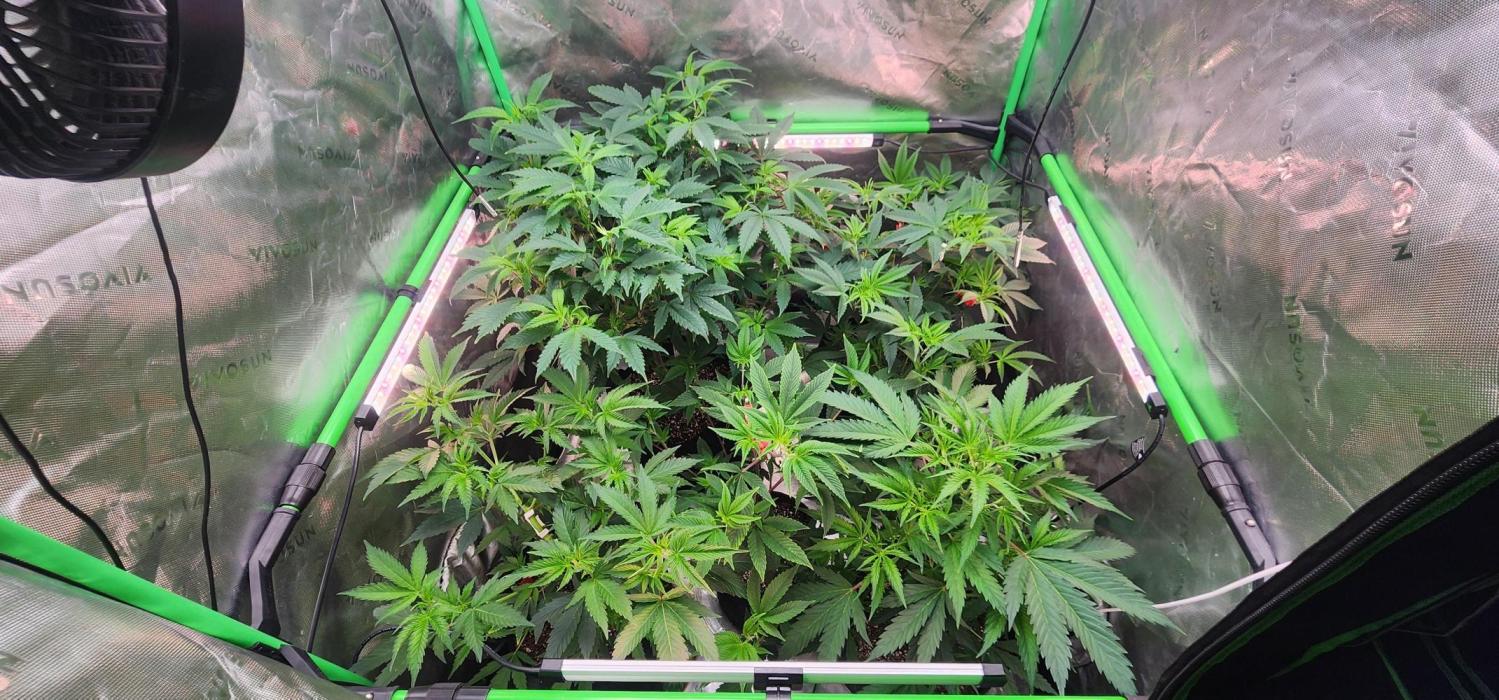 Grape balls of fire/Ginger roots. Week 4 - Back right