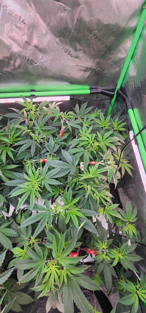 Grape balls of fire/Ginger roots. Week 5 - Growing beautifully 