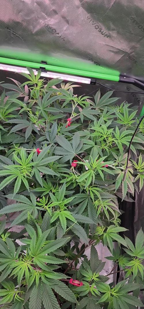 Grape balls of fire/Ginger roots