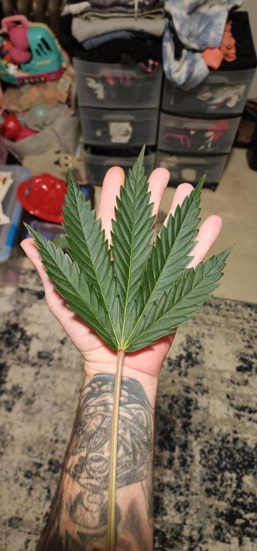 Little Devils 😈. Week 4 - Huge 🍃 