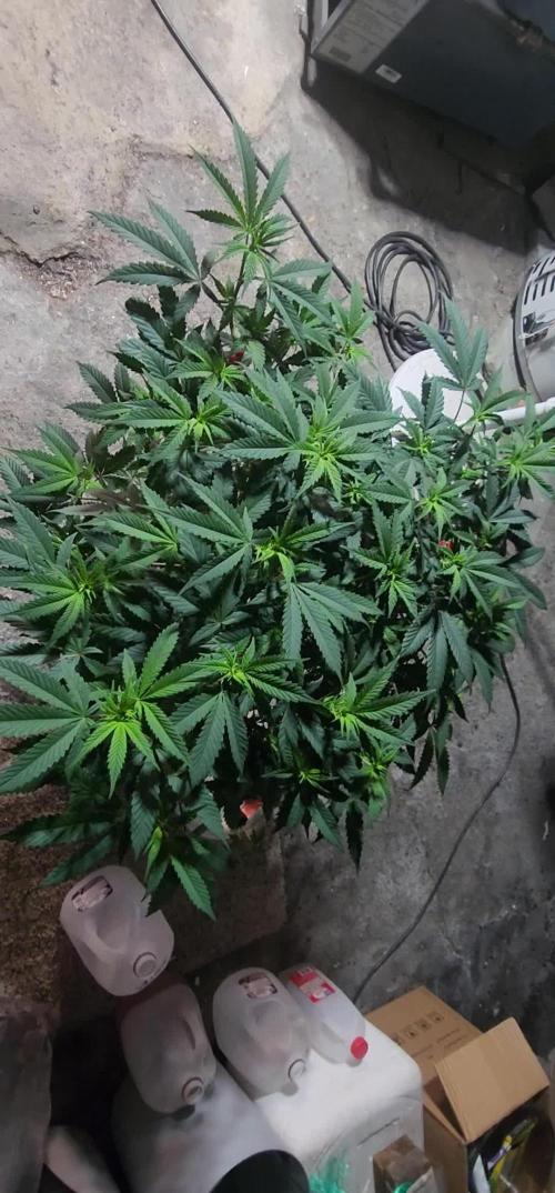 Pink cocaine/Feed me genetics