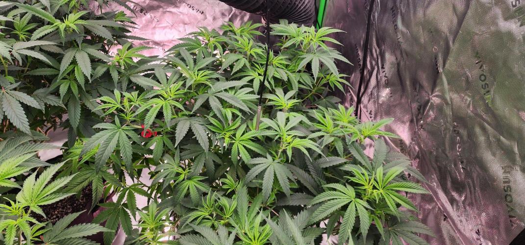 Grape balls of fire/Ginger roots. Week 6 - Flipped week 1