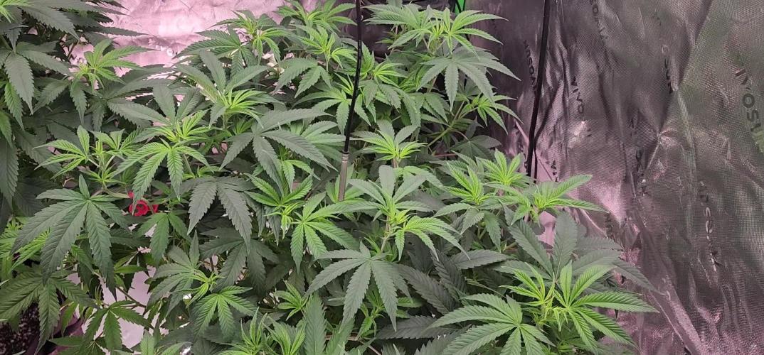 Grape balls of fire/Ginger roots