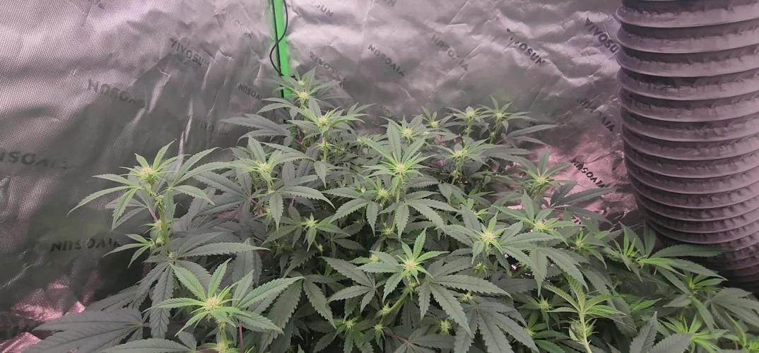 Pink cocaine/Feed me genetics