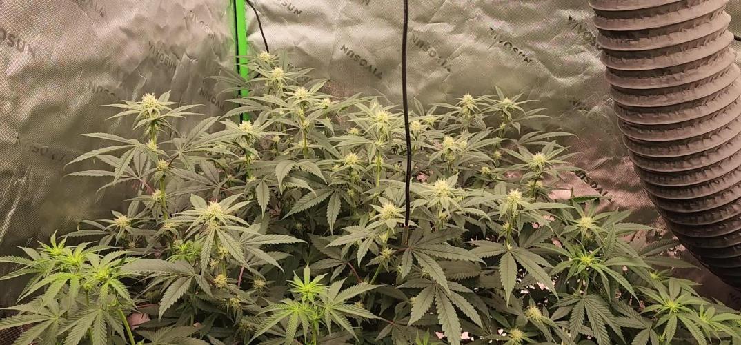 Pink cocaine/Feed me genetics