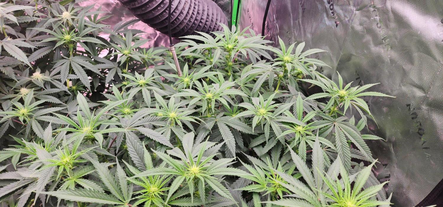 Grape balls of fire/Ginger roots. Week 7 - Removed bigger fan leaves she's moving and grooving 