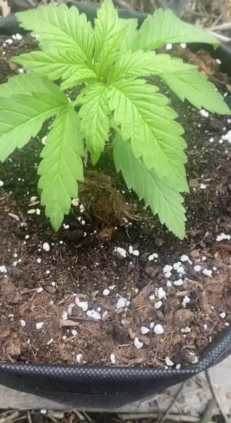 Purple Monster on the way