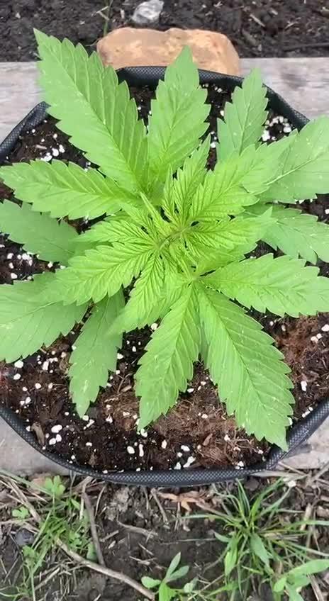 Purple Monster on the way