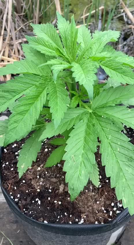 Purple Monster on the way