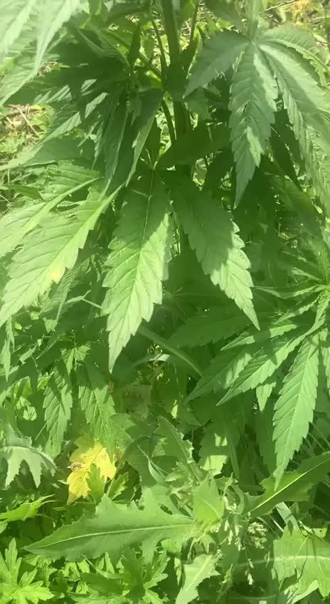 Purple Monster on the way