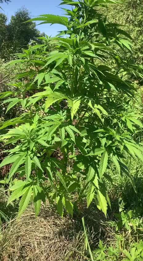 Purple Monster on the way