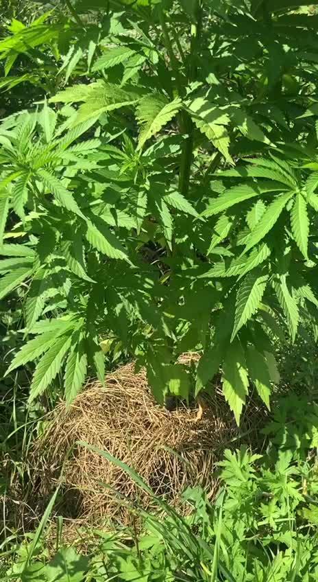 Purple Monster on the way