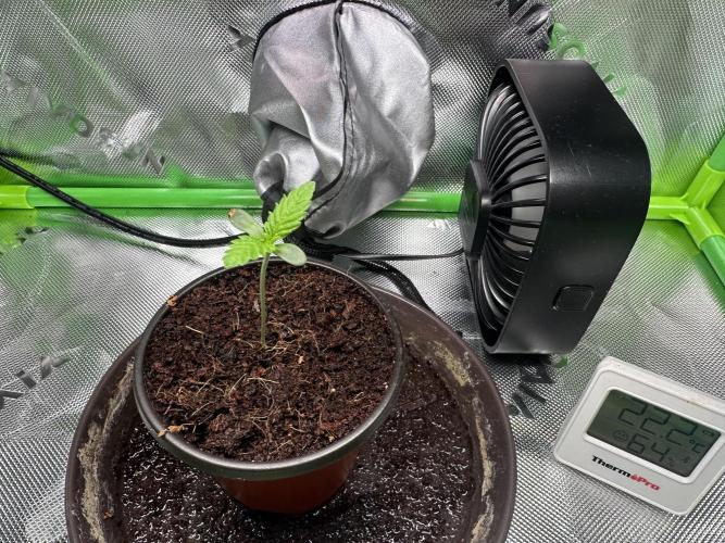 Papaya Cooler 😎. Week 1