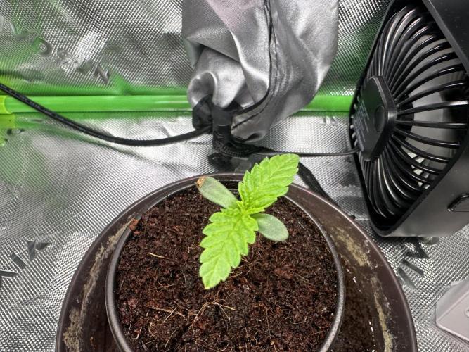 Papaya Cooler 😎. Week 1