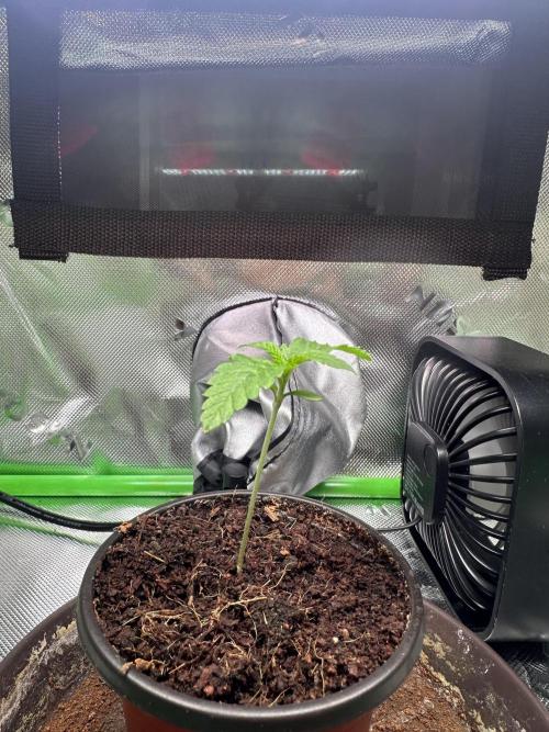 Papaya Cooler 😎. Week 1