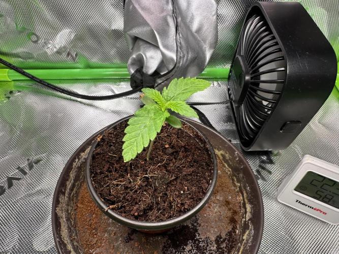 Papaya Cooler 😎. Week 1