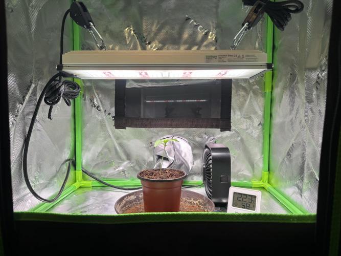 Papaya Cooler 😎. Week 1