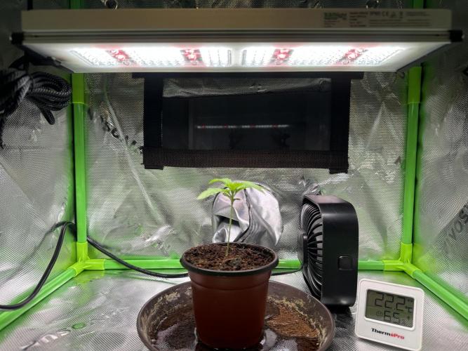 Papaya Cooler 😎. Week 1