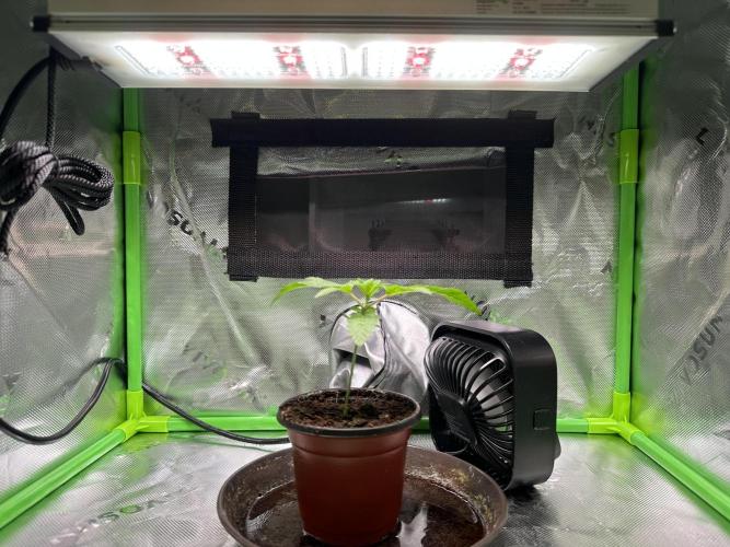 Papaya Cooler 😎. Week 2