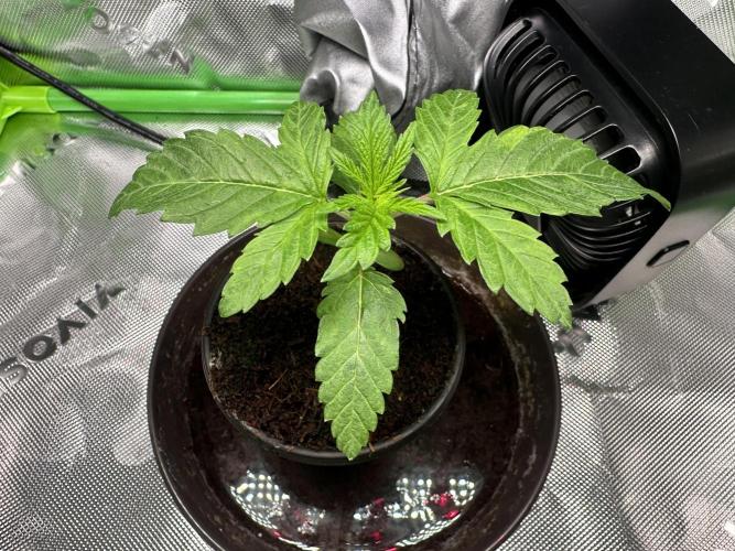 Papaya Cooler 😎. Week 2