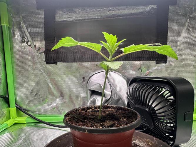 Papaya Cooler 😎. Week 2