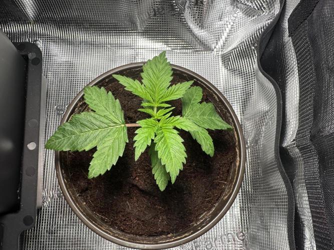 Papaya Cooler 😎. Week 2