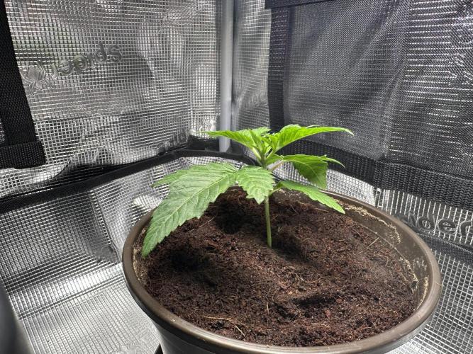 Papaya Cooler 😎. Week 2