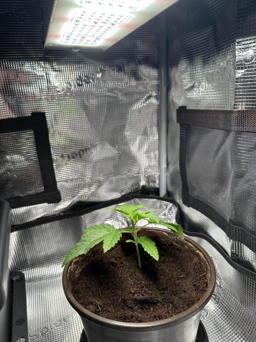 Papaya Cooler 😎. Week 2