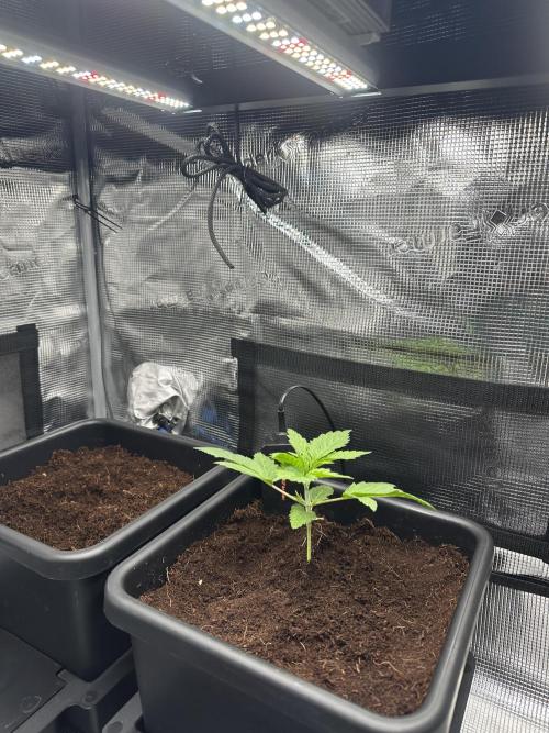 Papaya Cooler 😎. Week 2