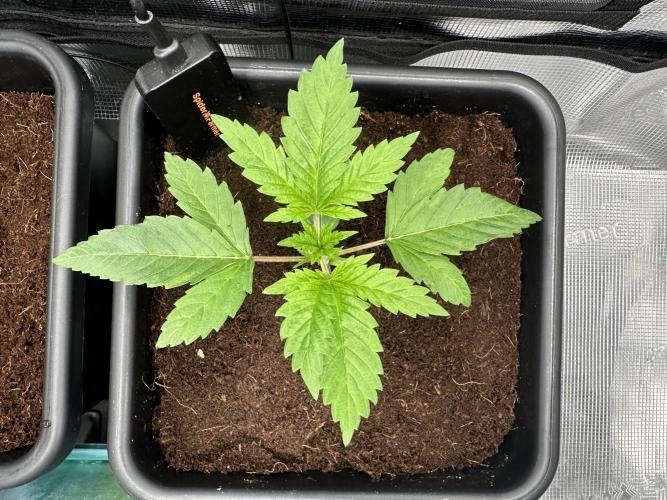 Papaya Cooler 😎. Week 2