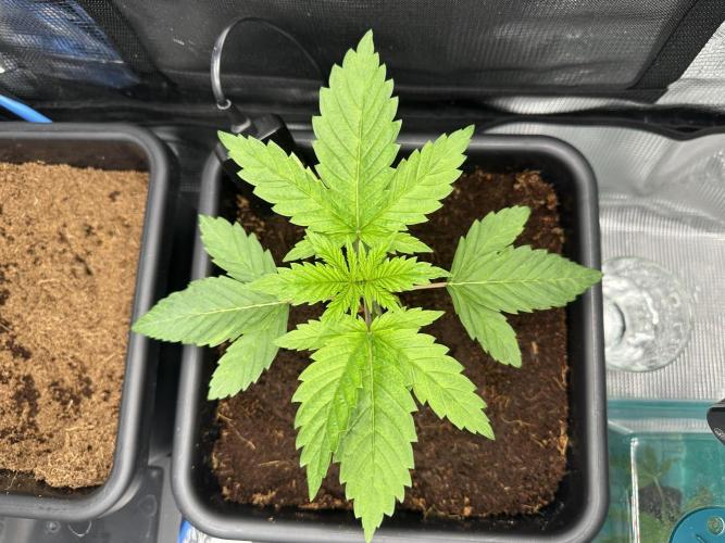 Papaya Cooler 😎. Week 3