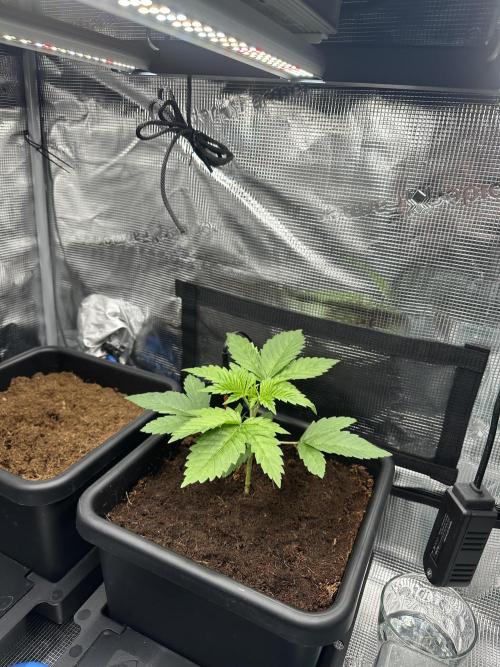 Papaya Cooler 😎. Week 3