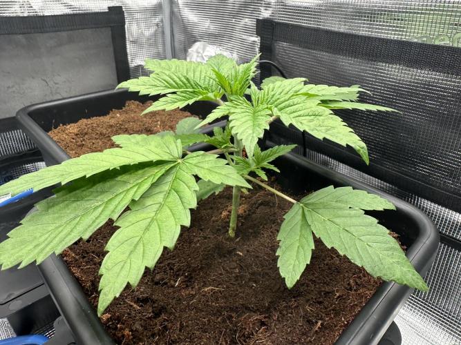 Papaya Cooler 😎. Week 3