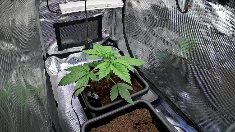 Papaya Cooler 😎. Week 3