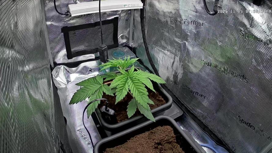 Papaya Cooler 😎. Week 3