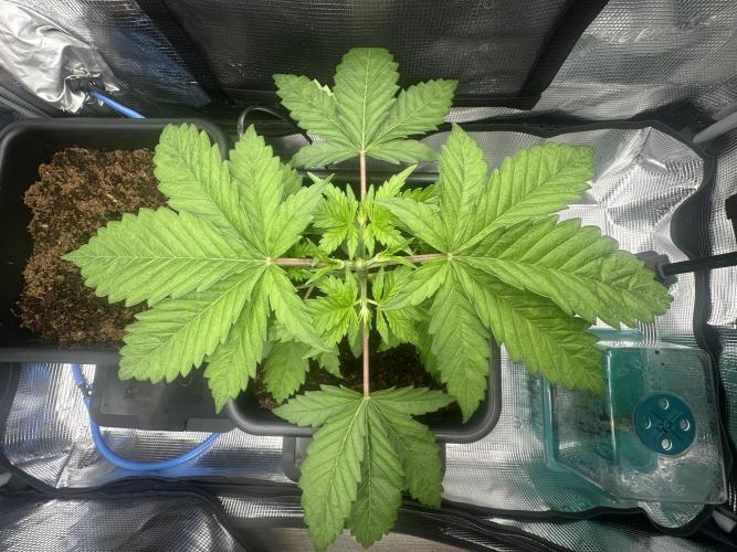 Papaya Cooler 😎. Week 3