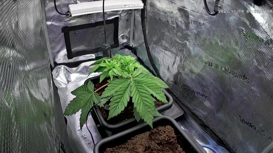 Papaya Cooler 😎. Week 4