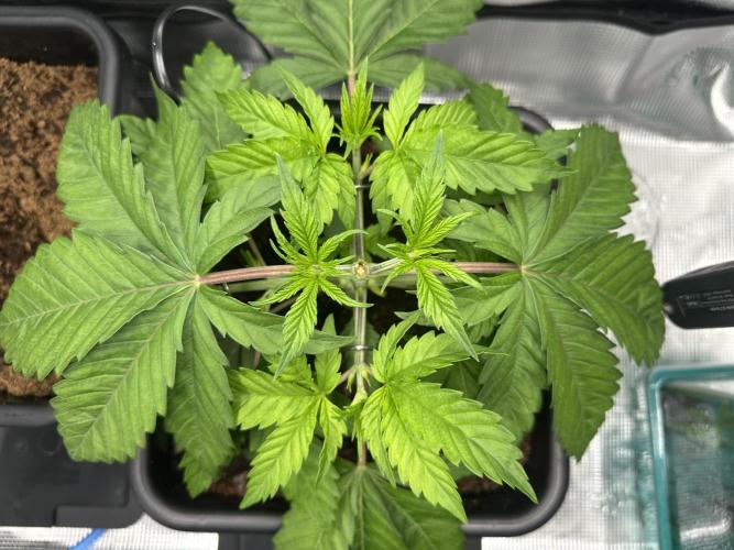 Papaya Cooler 😎. Week 4