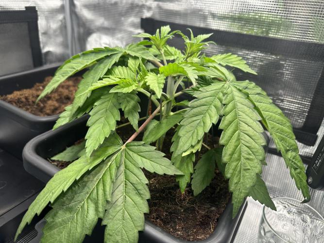 Papaya Cooler 😎. Week 4