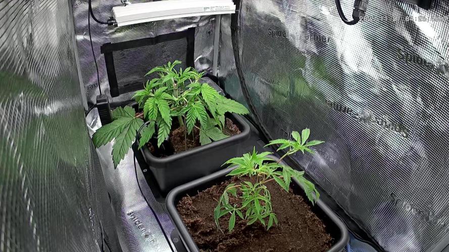 Papaya Cooler 😎. Week 4