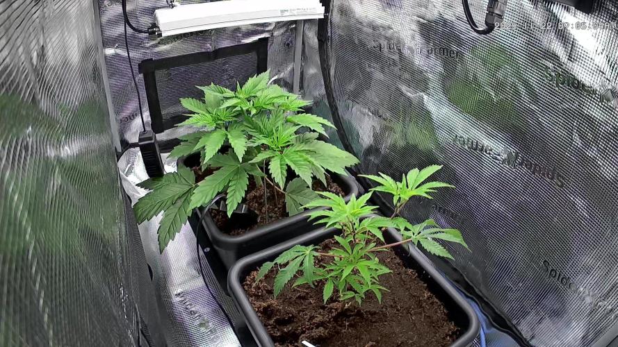 Papaya Cooler 😎. Week 4